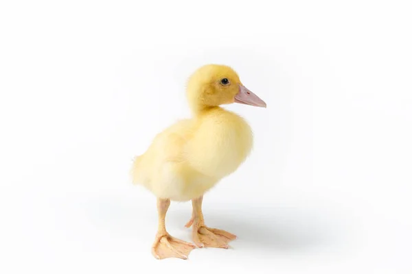 白色背景的小鸭 年幼的麝香鸭 — 图库照片