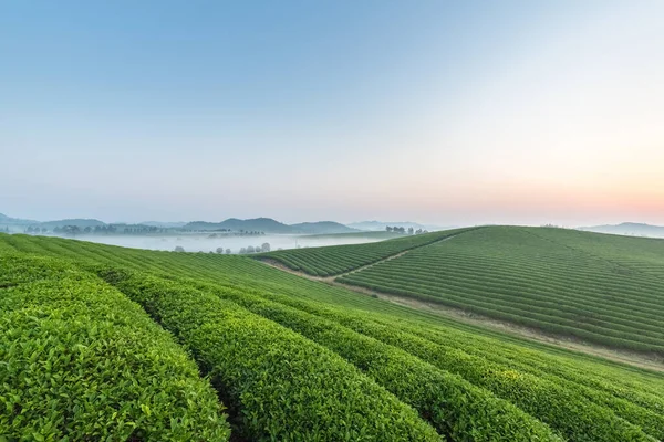 Die Schöne Teeplantage Mit Nebel Sonnenaufgang — Stockfoto
