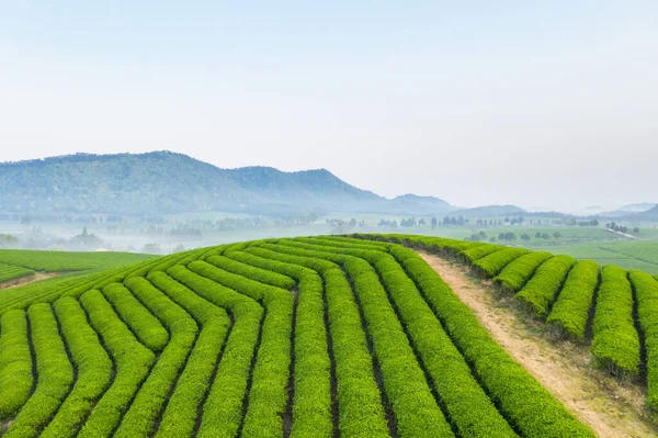 Schöne Teeplantage Frühen Morgen — Stockfoto