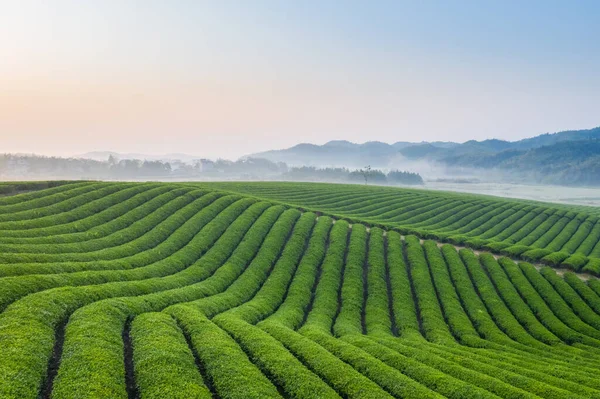 Teaültetvény Kora Reggel Kecses Zöld Vonalak Teafarmon Tavasszal — Stock Fotó