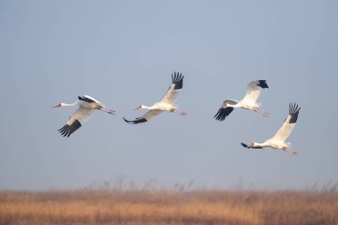 Doğulu beyaz leylek, Poyang Gölü Ulusal Doğa Koruma Alanı Jiangxi, Çin
