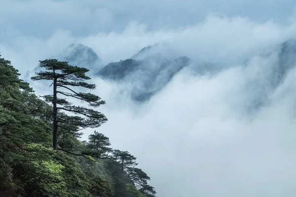 Saluto Pino Con Nebbia Nuvolosa Nel Parco Nazionale Monte Sanqing — Foto Stock