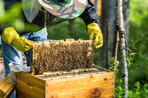 Včelař Pracuje Včelami Včelami Včelíně — Stock fotografie