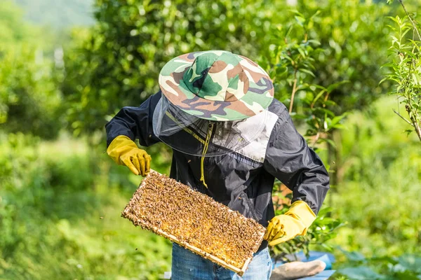 Apicultor Tiene Control Sobre Marco Con Panal Apiary —  Fotos de Stock