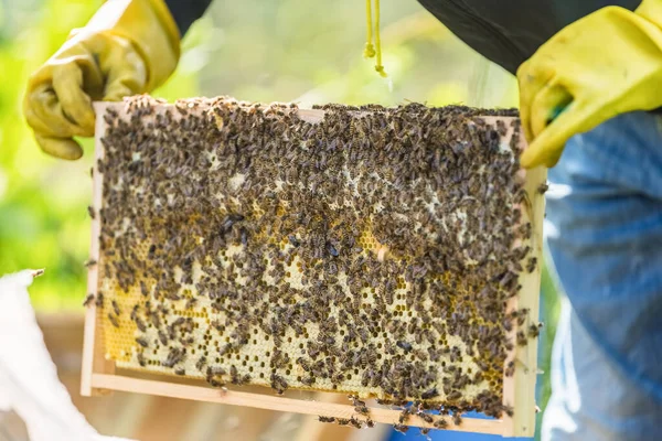 Abejas Panal Con Manos Apicultor —  Fotos de Stock