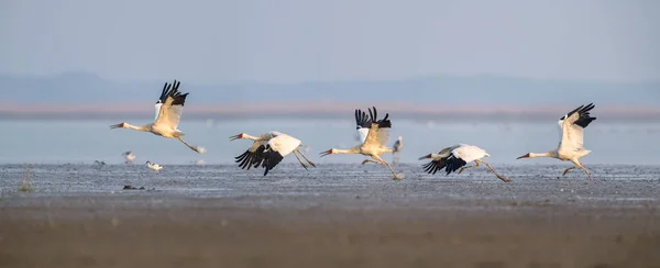 Orientalisk Vit Stork Poyang Sjö Nationellt Naturreservat Jiangxi Kina — Stockfoto