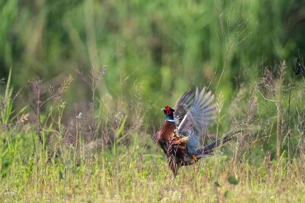 Farbenfrohes Männchen Mit Flatternden Flügeln Gras Ringelhalsvogel Der Natur Phasianus — Stockfoto