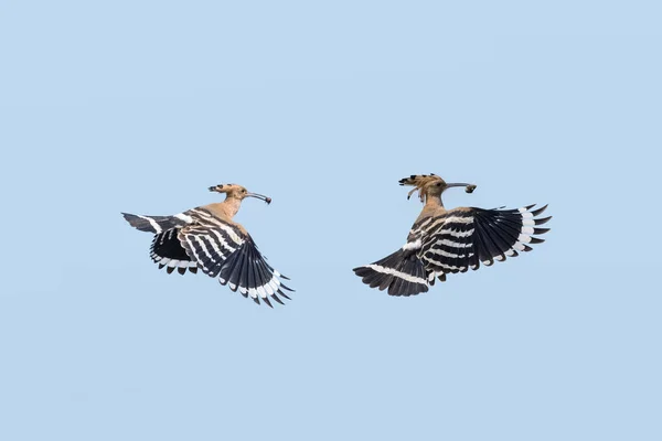 Eurasischer Wiedehopf Flug Isoliert Blauen Himmel Mit Schneideweg Upupa Epops — Stockfoto