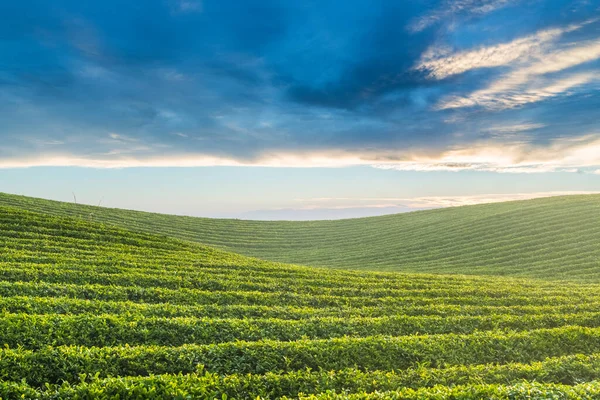 Чайные Сады Раннее Утро Солнечный Свет Красивый Пейзаж Чайной Плантации — стоковое фото