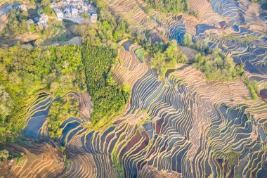 İlkbaharda güzel teraslı tarlalar, Yuanyang ilçesi, yunnan bölgesi, Çin