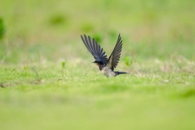Çimenlerin üzerinde uzanan kanatlarla yakın plan yut.