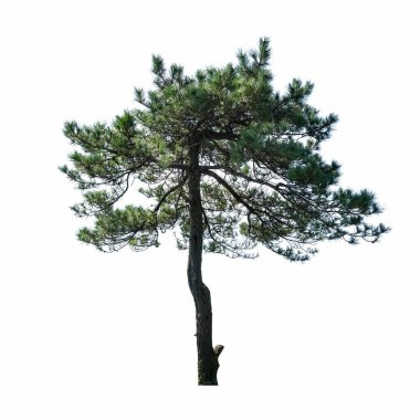 çam ağacı beyaz arkaplanda izole edildi