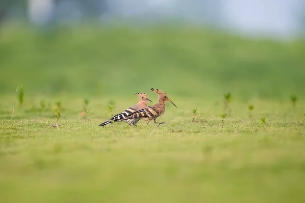 Eurázsiai Hoopoe Közelkép Fűben — Stock Fotó