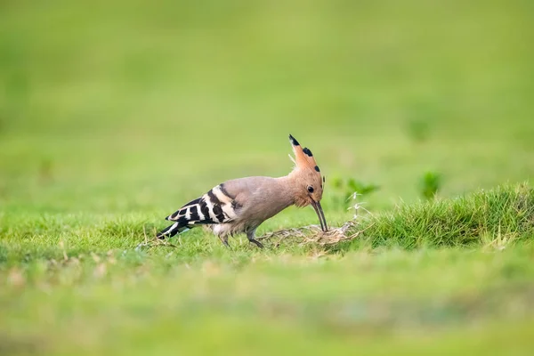 Eurasian Hoopoe Closeup Grama — Fotografia de Stock