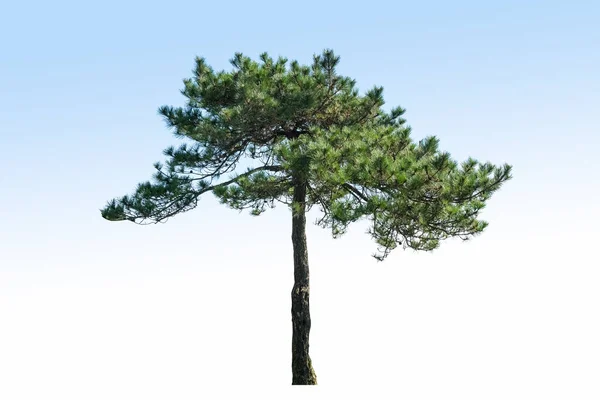 青い背景に孤立した松の木 — ストック写真