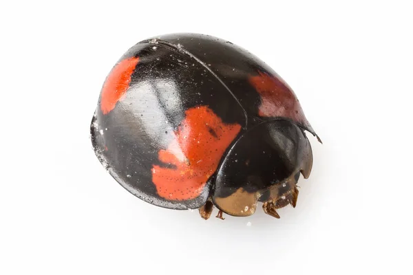 Coccinelle Isolée Sur Blanc Avec Chemin Coupe — Photo