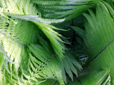 güzel yeşil bahçe fern dallarda yapraklar