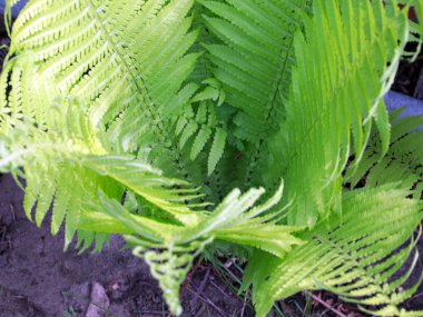 güzel yeşil bahçe fern dallarda yapraklar