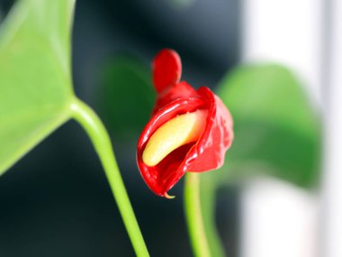 bir oda dekoratif bitki antoryum Andre güzel parlak narin çiçek