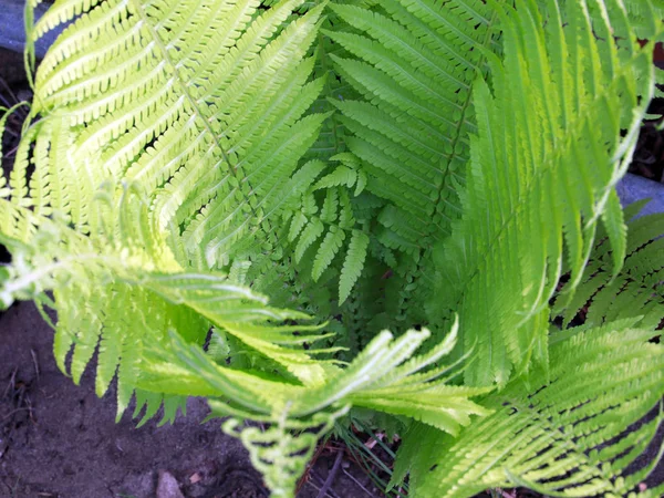 Hermosas Hojas Verdes Las Ramas Del Helecho Jardín —  Fotos de Stock