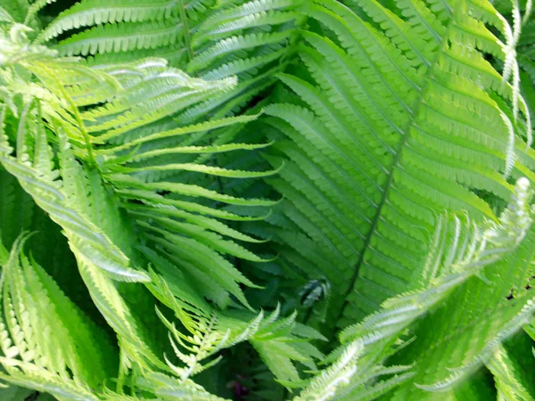 Krásné Zelené Listy Větvích Zahradní Kapradiny — Stock fotografie