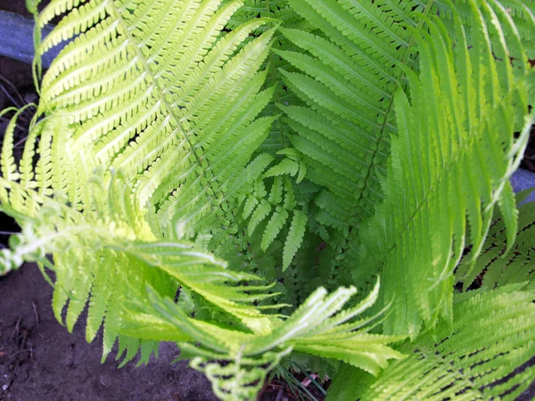 Schöne Grüne Blätter Den Zweigen Des Gartenfarns — Stockfoto