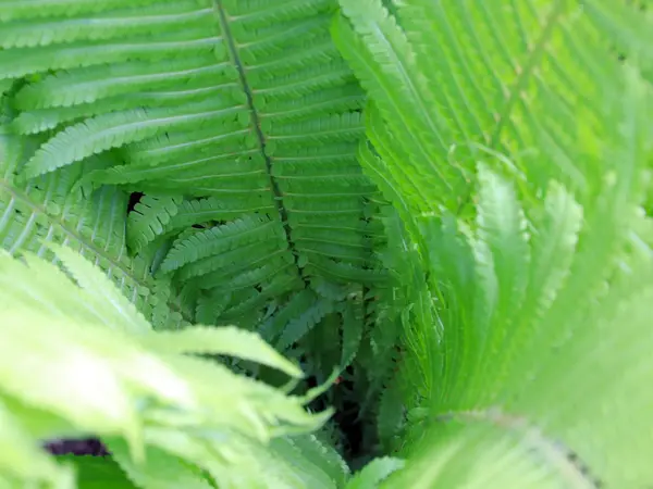 Hermosas Hojas Verdes Las Ramas Del Helecho Jardín —  Fotos de Stock