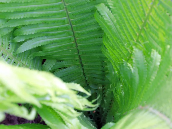 Hermosas Hojas Verdes Las Ramas Del Helecho Jardín —  Fotos de Stock