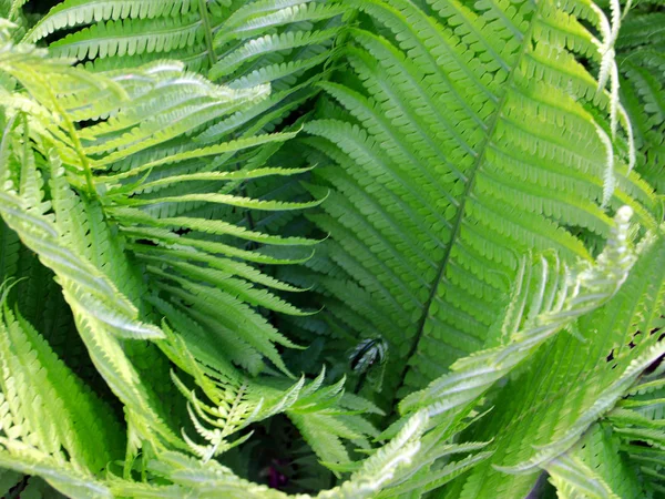 Hermosas Hojas Verdes Las Ramas Del Helecho Jardín —  Fotos de Stock