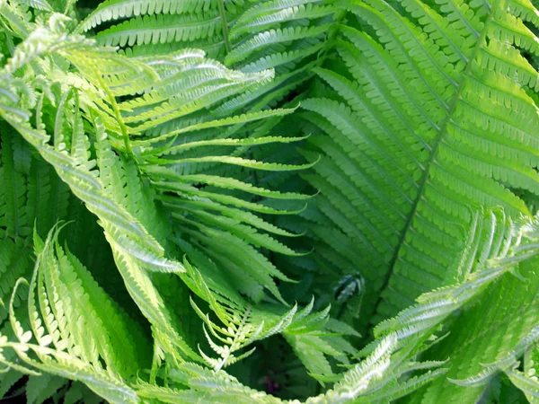 Hermosas Hojas Verdes Las Ramas Del Helecho Jardín —  Fotos de Stock