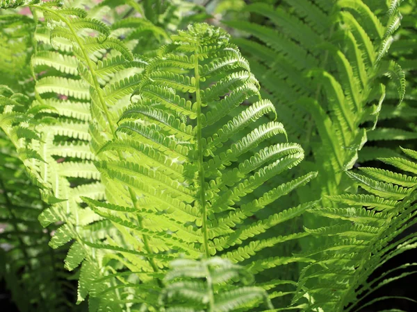 Güzel Yeşil Bahçe Fern Dallarda Yapraklar — Stok fotoğraf