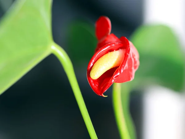 Bela Flor Delicada Brilhante Uma Planta Decorativa Quarto Antorium Andre — Fotografia de Stock