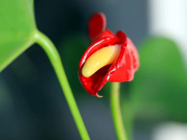Hermosa Flor Delicada Brillante Una Planta Decorativa Habitación Antorium Andre — Foto de Stock