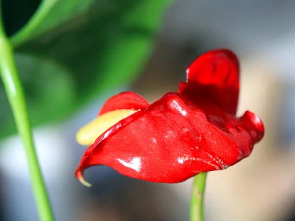 Hermosa Flor Delicada Brillante Una Planta Decorativa Habitación Antorium Andre — Foto de Stock