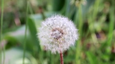 bahar çiçek karahindiba Bahçe Yatak yaşam doğa unsuru olarak