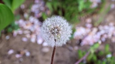bahar çiçek karahindiba Bahçe Yatak yaşam doğa unsuru olarak