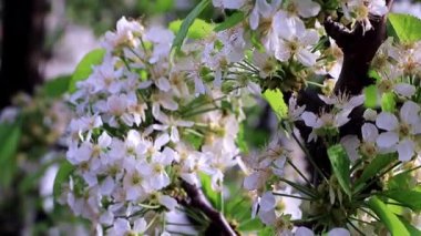 çiçekli bahar ağacı elma bahçesinde