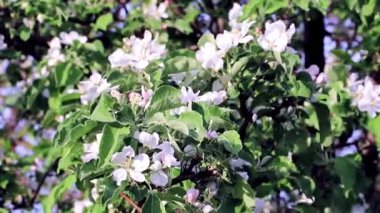 çiçekli bahar ağacı elma bahçesinde