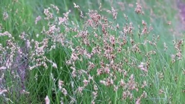 çim bir akarsuyun tarafından orman rüzgarda sallanan