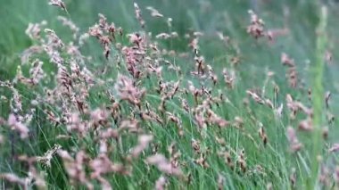 çim bir akarsuyun tarafından orman rüzgarda sallanan