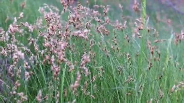 çim bir akarsuyun tarafından orman rüzgarda sallanan