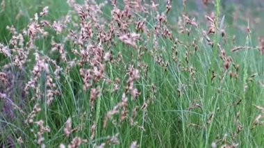 çim bir akarsuyun tarafından orman rüzgarda sallanan