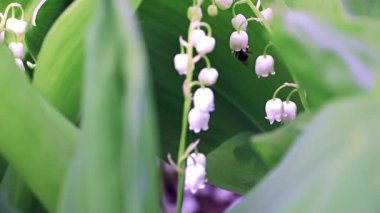 Vadideki Zambak güzel beyaz çiçekler