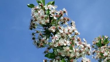 bahar dalları üzerinde güzel çiçekleri kiraz ağacı