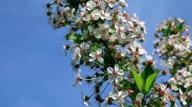 bahar dalları üzerinde güzel çiçekleri kiraz ağacı
