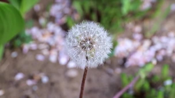 Bahar Çiçek Karahindiba Bahçe Yatak Yaşam Doğa Unsuru Olarak — Stok video