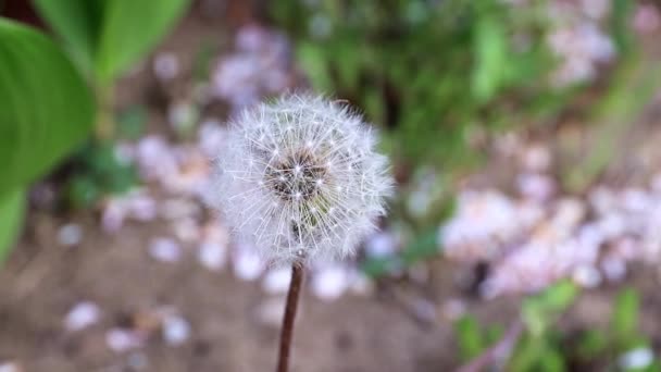 Fiore Primavera Dente Leone Letto Giardino Come Elemento Della Natura — Video Stock