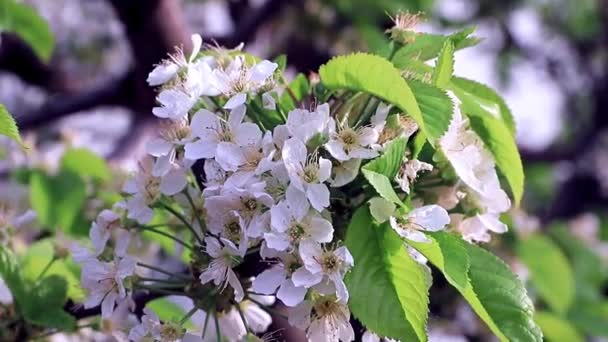 Çiçekli Bahar Ağacı Elma Bahçesinde — Stok video