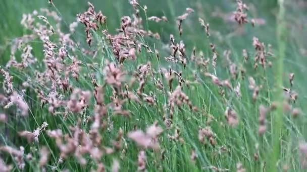 Balanceo Arroyo Hierba Por Viento Bosque — Vídeo de stock