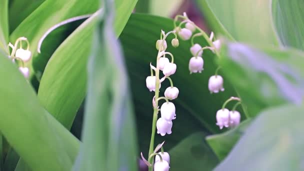 Schöne Weiße Blüten Der Maiglöckchen — Stockvideo